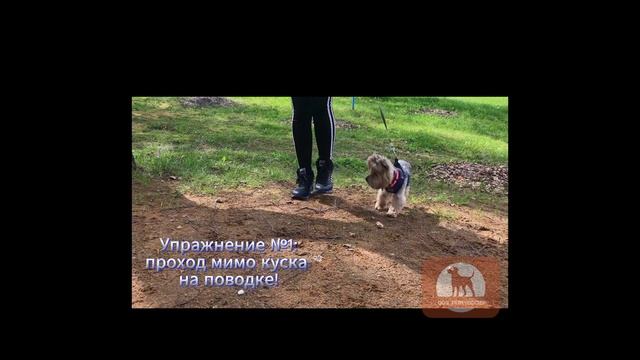 Продолжаем тему:  Как научить собаку - не подбирать на улице! Часть 3 #воспитаниесобаки