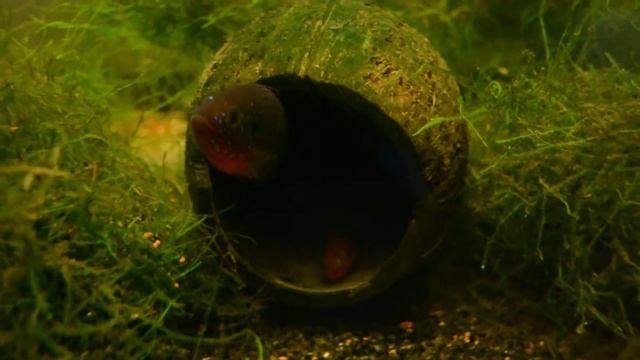 Hemichromis lifalili смотреть онлайн