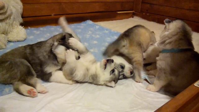 Хасята онлайн. Первые дни жизни. смотреть онлайн