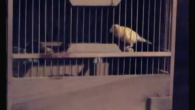 кенар 21 смотреть онлайн