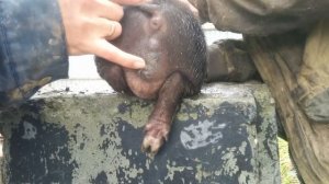 Кастрировали поросёнка с паховой грыжей. Результат/жизнь в деревне