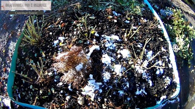 Подготовка роз к зимовке на Урале смотреть онлайн