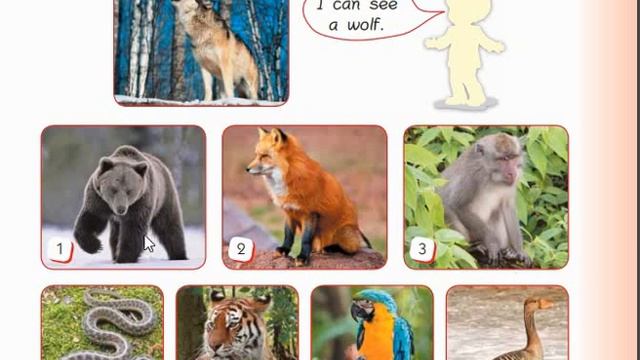 English 1 Start Up. We Can See a Wolf. pg.72- 73 смотреть онлайн