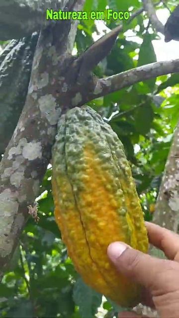 Cacau de alta Produtividade #shorts смотреть онлайн