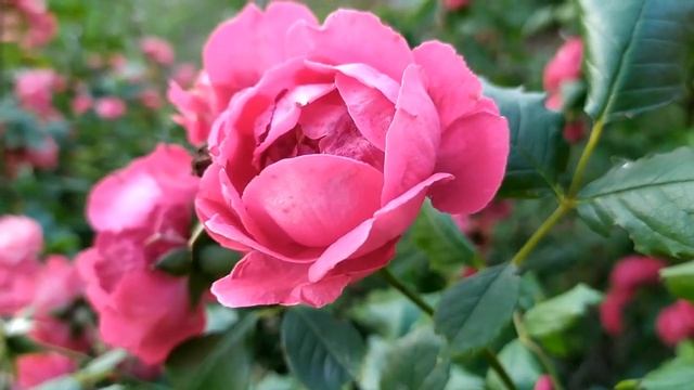 Доверенное 329 серия русская озвучка | Анонс и Дата выхода