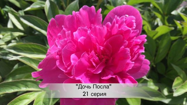 ДОЧЬ ПОСЛА 21 серия русская озвучка {ДАТА ВЫХОДА И АНОНС} / Sefirin Kizi 21. Bölüm смотреть онлайн