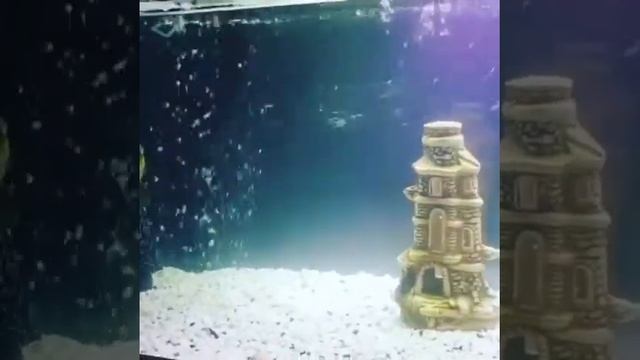 Манагуанская цихлида и астранотусы смотреть онлайн