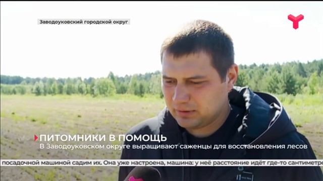 В Заводоуковском округе выращивают саженцы для восстановления лесов смотреть онлайн
