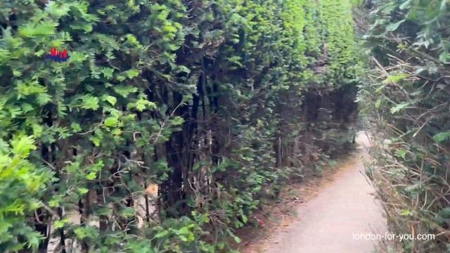 Hampton Court Maze // Лабиринт Хемптон Корта