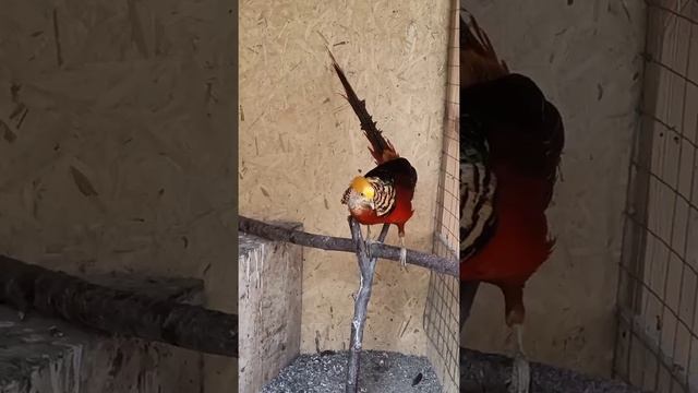 Фазаний двор Сызрань 25 августа 2020 г. смотреть онлайн