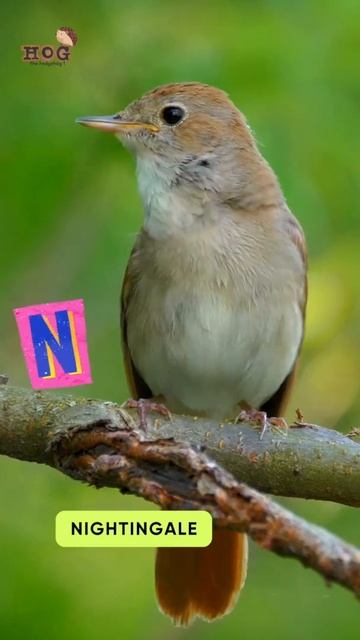 ABC Bird Song | Letter M to O | #learnenglish #abcd #shorts #kids #animals смотреть онлайн