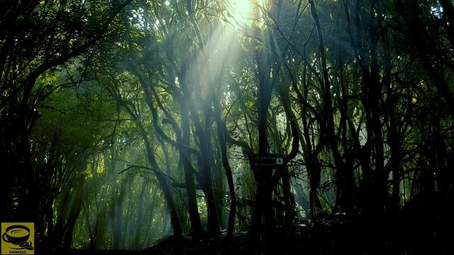 Autmn Forest - Migratory Bird Song - Bird Singing/ Chirping - 4K Espresso TV Nature Video & Sound смотреть онлайн