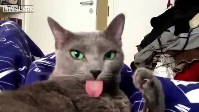 Кошка Тролль Показывает Язык смотреть онлайн