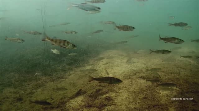 Подводные съёмки на заброшенных карьерах. Стаи рыб везде смотреть онлайн