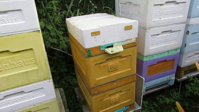 пчеловодство на ячейке 4,9 мм - часть 82, искусственный рой, прошел месяц, 9.07.2024 смотреть онлайн