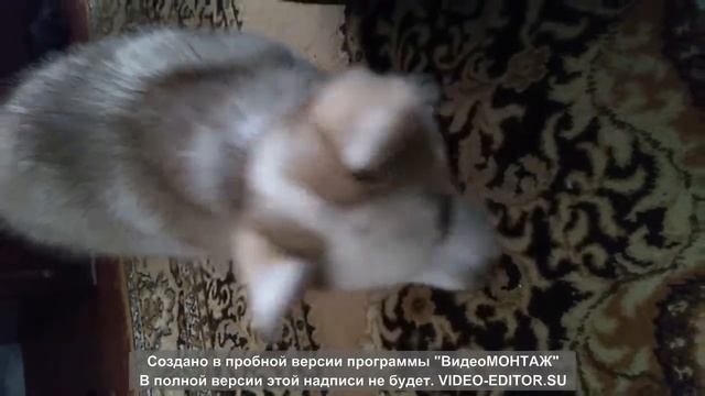 Хаски Айви смотреть онлайн