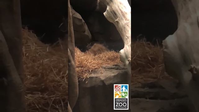 Bornean Orangutans - Suri and Sepi Social Distancing | Omaha's Henry Doorly Zoo and Aquarium смотреть онлайн