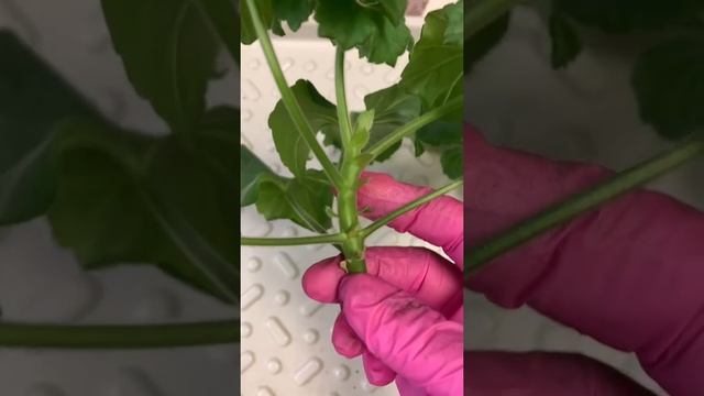 ЧЕРЕНКОВАНИЕ ПЕЛАРГОНИИ( герани)