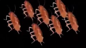 таракан сергей танцует под курица,сыр,ананас 1 час