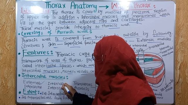Walls of the thorax | intercostal muscles and membranes | extrinsic muscles | thorax anatomy смотреть онлайн