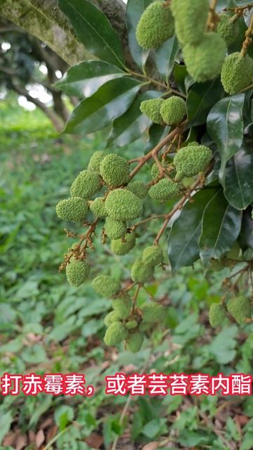 荔枝第三次保果技術分享：打蕓苔素內酯+磷酸二氫鉀+鈣鎂硼鋅，促進膨大轉色Third time lychee fruit preservation technology sharing смотреть онлайн