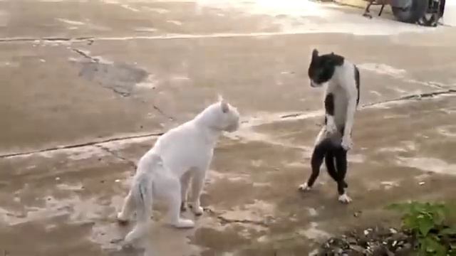 не поделили что то))) смотреть онлайн
