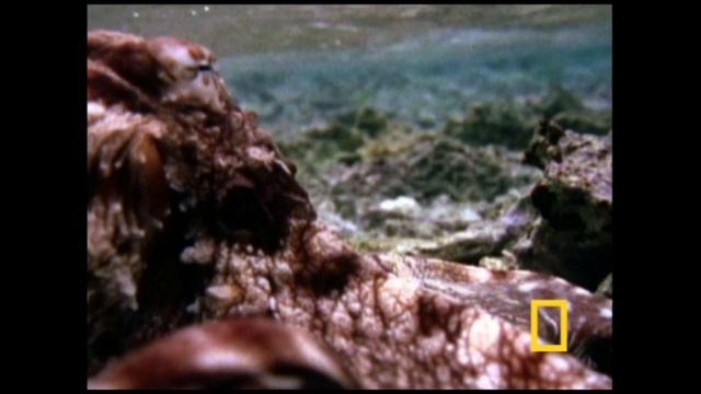 Синий осьминог смотреть онлайн