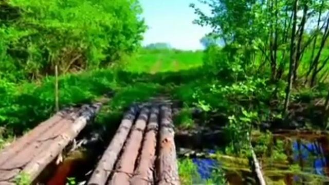 NATURE Live - animals - Живая природа -звуки природы #animals #funny #live #like #nature #video смотреть онлайн