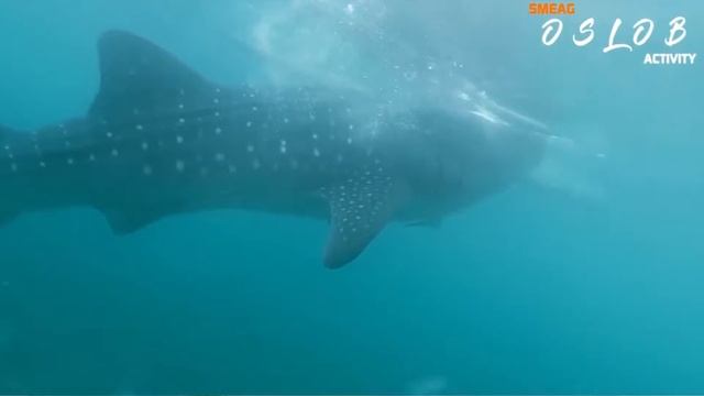 [Учить английский на филиппинах] IELTS школа английского на филиппинах : Whale Watching смотреть онлайн