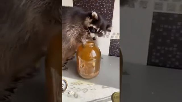 Очень смешной енот с озвучкой смотреть онлайн