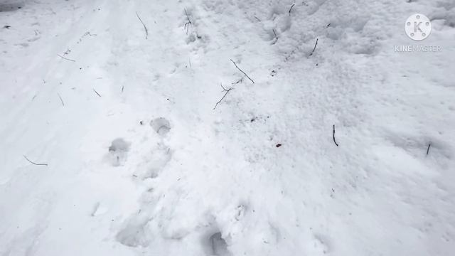 Леший на нас напал в реальной жизни это ШОК сверхъестественное серия 43 смотреть онлайн