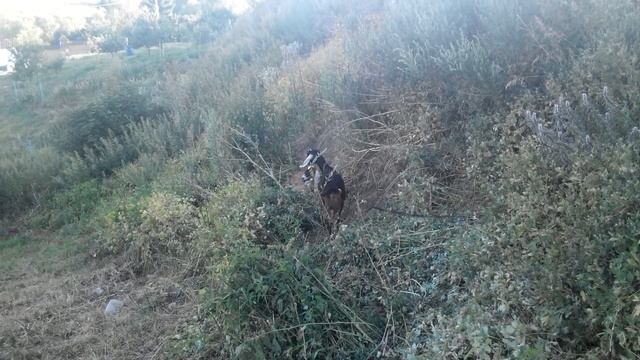 Уроки вокала на свежем воздухе смотреть онлайн
