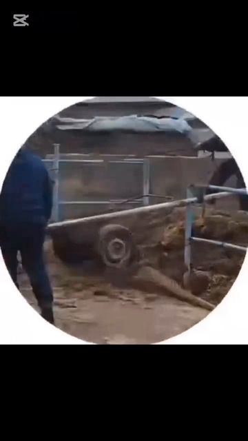 бука шипир устига чикди смотреть онлайн