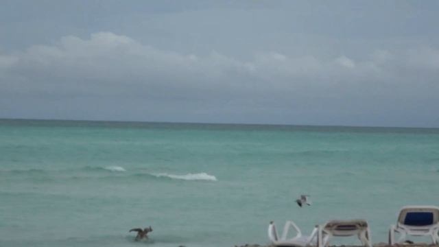 Hotel Vigia (КАЙО ГИЛЬЕРМО) Обзор, отзыв / HOTEL VIGÍA CAYO GUILLERMO