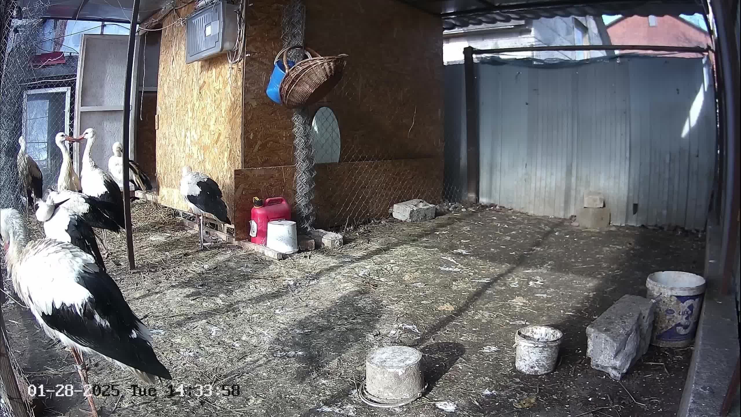 🔴LIVE🔴 Брестский аист,Зимник