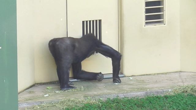 Ai watches over her younger brother, and Shabani watches over his daughter. Gorilla, Silver back. смотреть онлайн