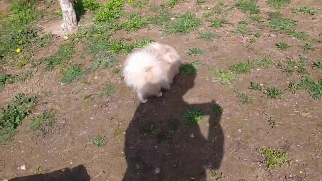 Первая прогулка шпица за 4 месяца