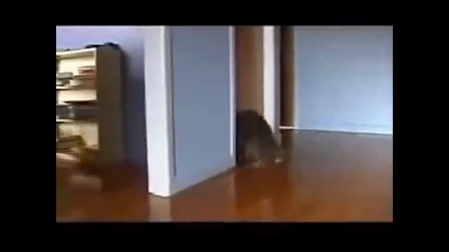 Дрифт котов под phonk смотреть онлайн