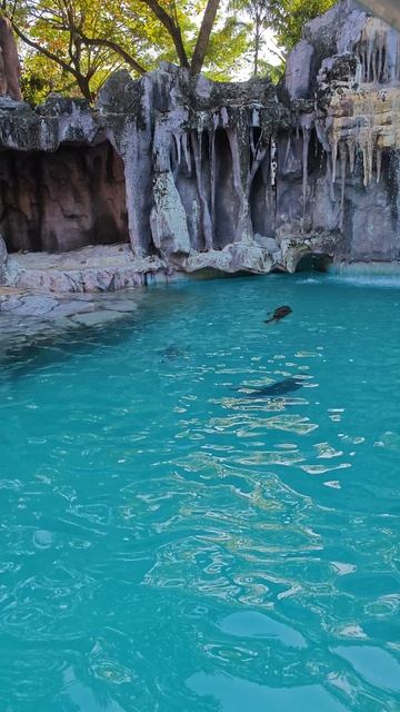 морские котики в сафари парке Бангкока смотреть онлайн