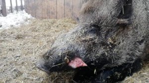 Кабан Фунтик  ждёт пополнение