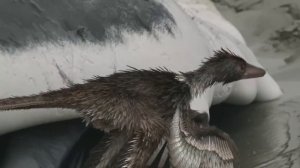 Germanodactylus vs Archaeopteryx - Германодактиль против Археоптерикса [RUS]