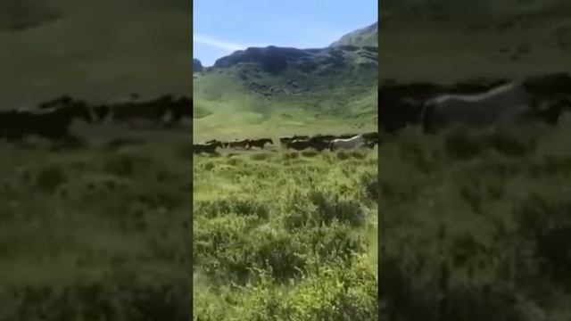 "Табиғат - ғажап әлем" Ақтоған шағын орталықты орта мектебі смотреть онлайн