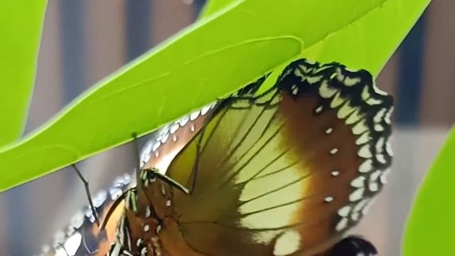 Relaxing with Blue Moon Butterfly in My Garden | Hypolimnas Bolimna | Great Eggfly смотреть онлайн
