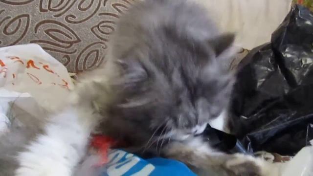 Кот Томик Любимое занятие смотреть онлайн