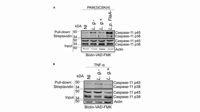 Journal Club "Вирус-симбионт лейшмании и его влияние на воспаление" 23.04.2021 смотреть онлайн