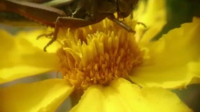 Миньяр короткометражка, Живой мир города Миньяр, лета 2016