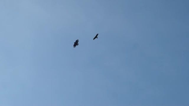 а еще говорят у птиц зрение острое... смотреть онлайн
