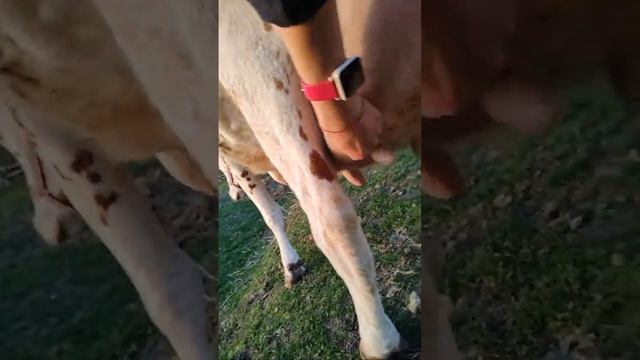 Семейная ферма "Grand" в прямом эфире! смотреть онлайн