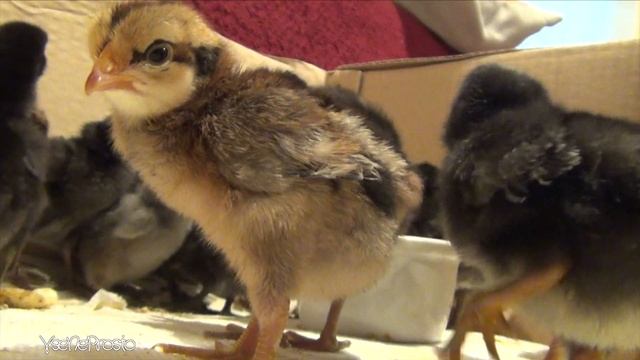 Цыплята несколько дней от роду смотреть онлайн