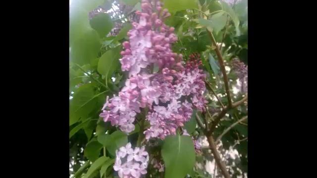 Гипотериоз и подобное исчезает мгновенно.живая и мертвая вода где взять нонче? Травник гордеев м.в.